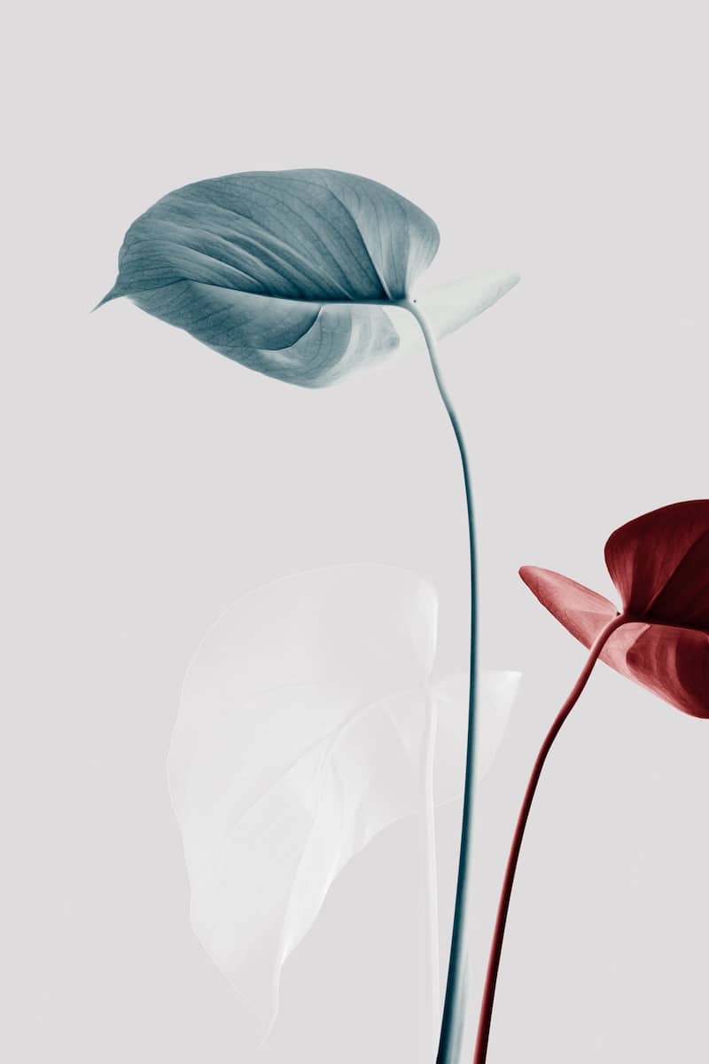 motive-image