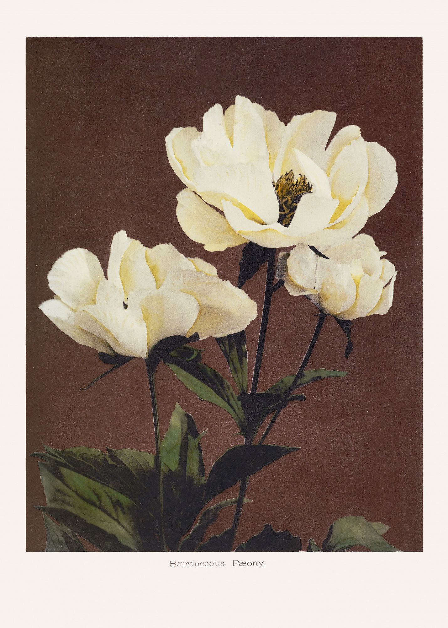 motive-image