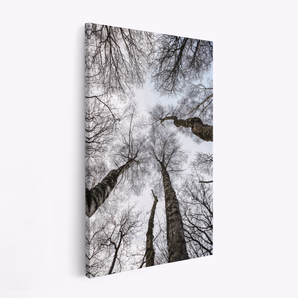 Canvas schilderi - Forest No1