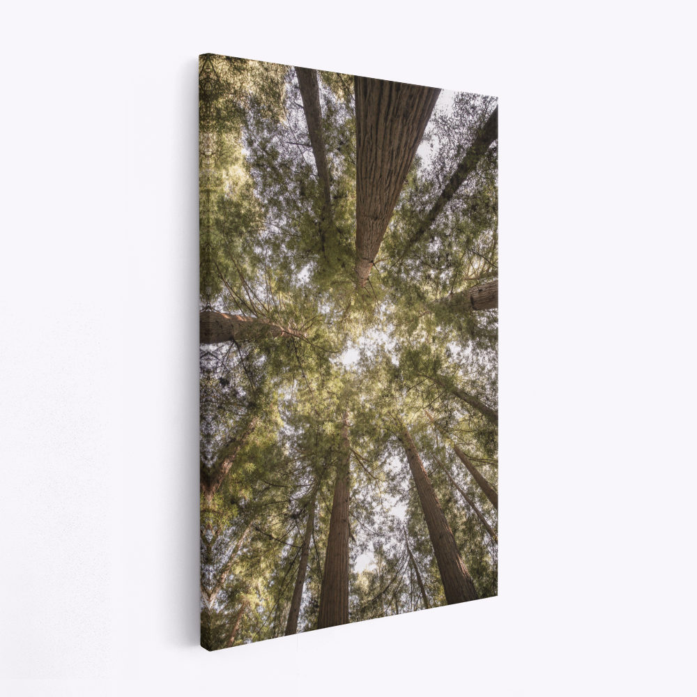 Canvas schilderi - Reedwood Forest