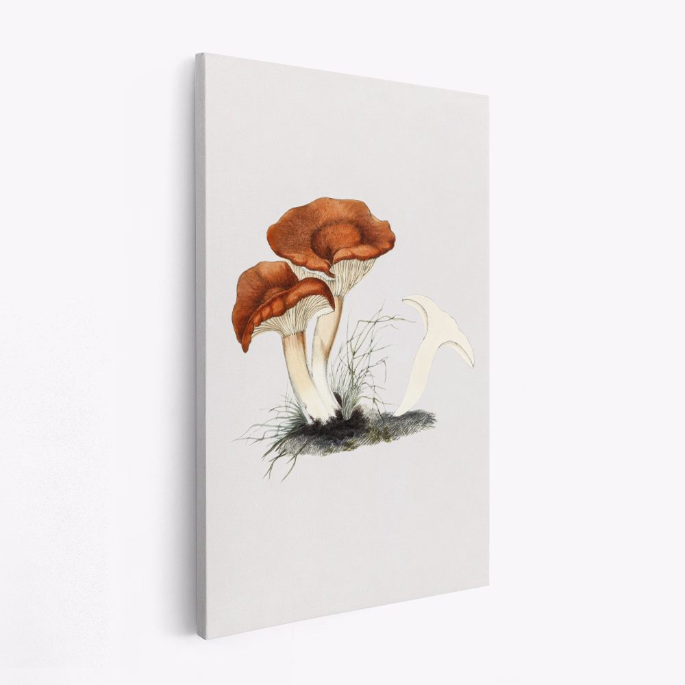 Canvas schilderij - Hand Drawn Rufous Milkcap Mushroom