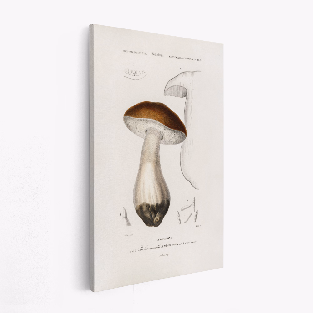 Canvas schilderij - Penny Bun (boletus Edulis)