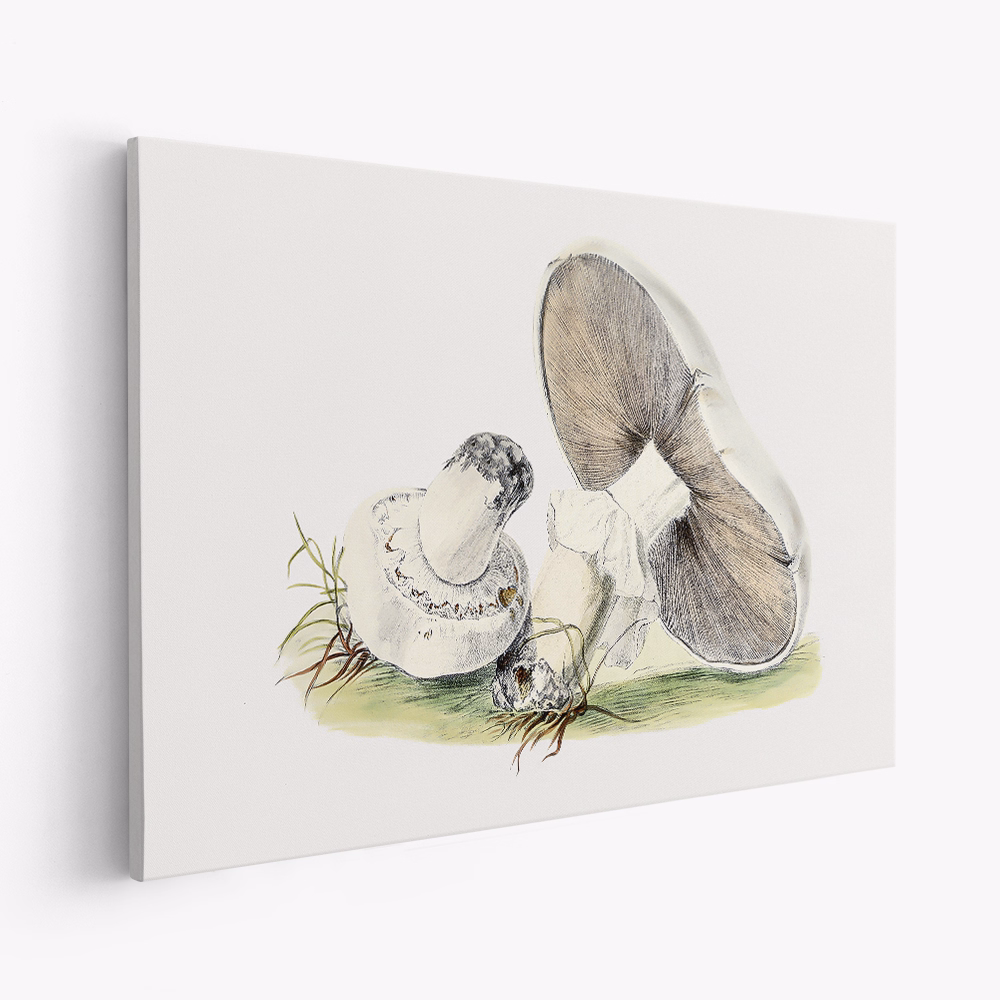 Canvas schilderij - Hand Drawn Horse Mushroom