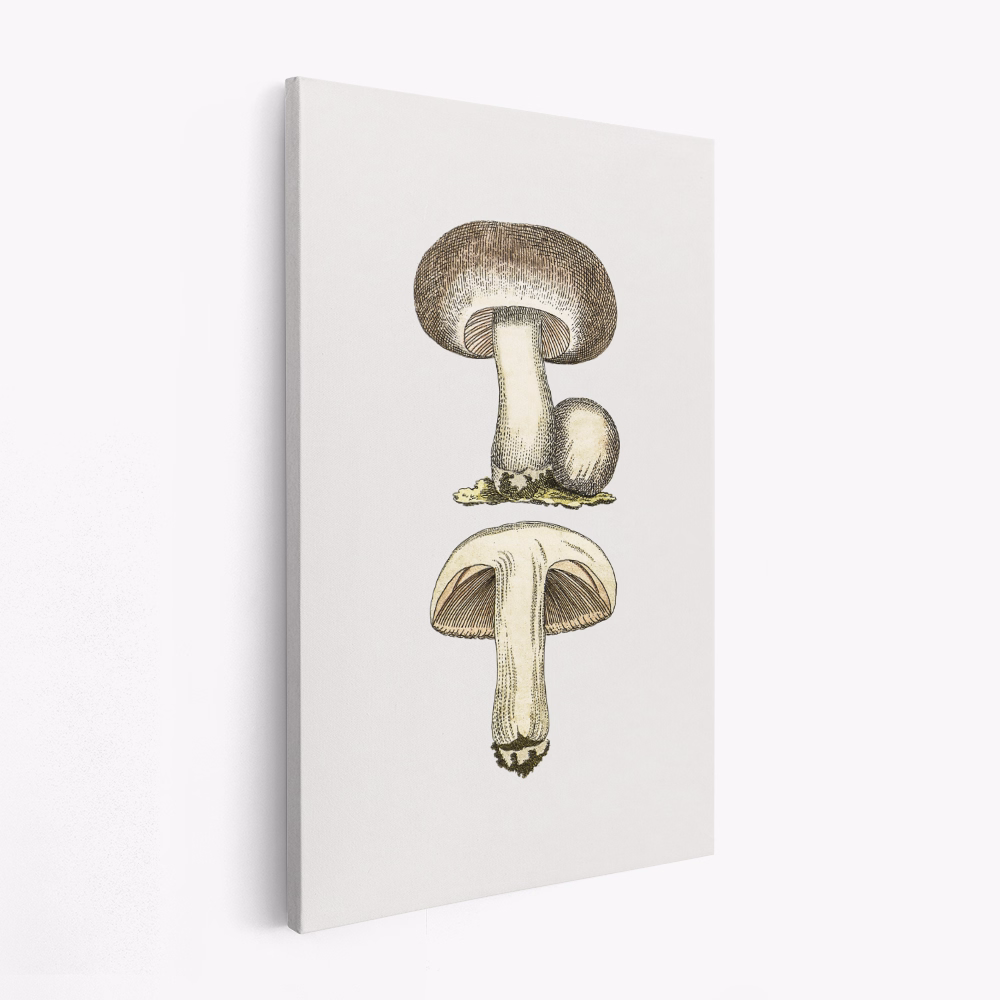 Canvas schilderij - Hand Drawn Field Mushroom Gray