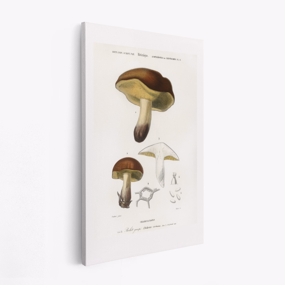 Canvas schilderij - Mushroom (boletus Circinans)