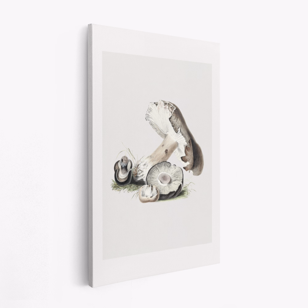 Canvas schilderij - Vintage Agaricus Augustus Mushroom 50x70