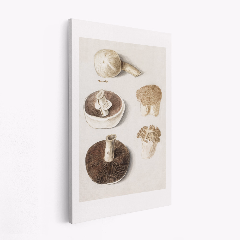 Canvas schilderij - Common Meadow Mushroom, Agaricus Campestris Standing