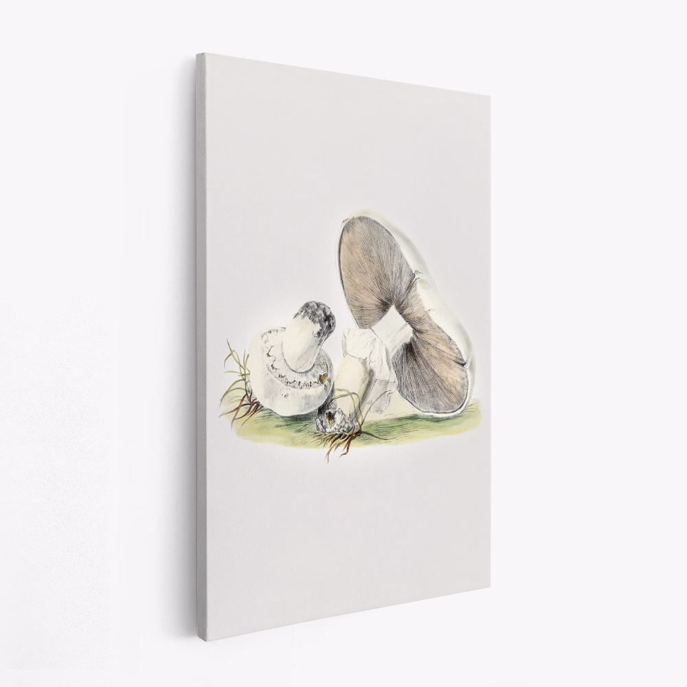 Canvas schilderij - Hand Drawn Horse Mushroom Standing